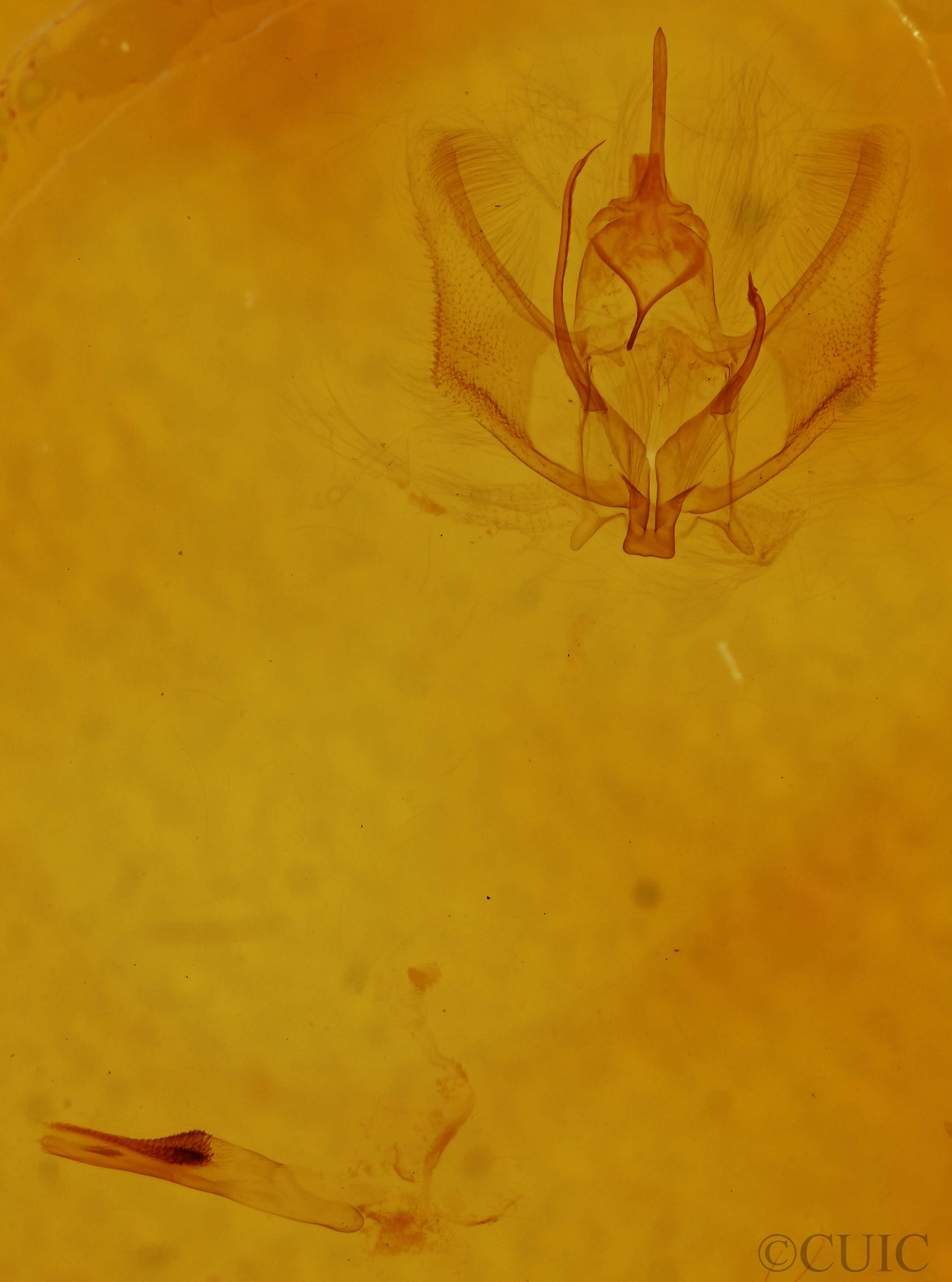 genitalia view of adult Probole alienaria