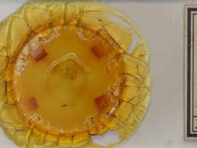 slide view of adult Probole alienaria