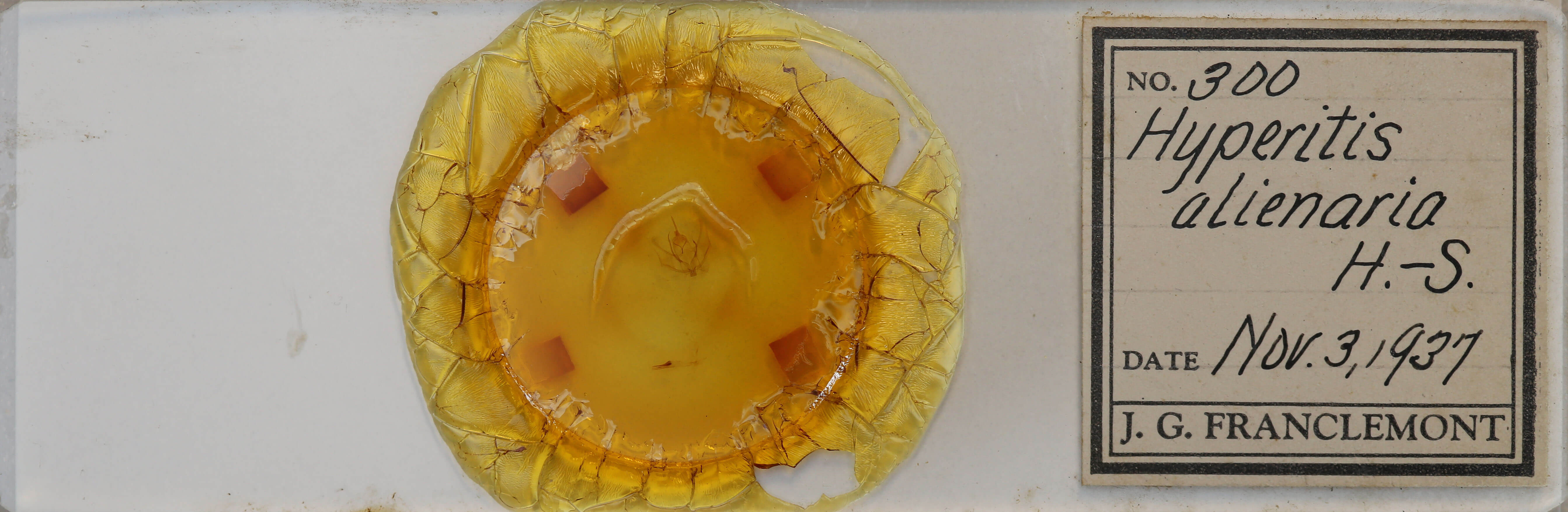 slide view of adult Probole alienaria