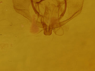 genitalia view of adult Probole alienaria