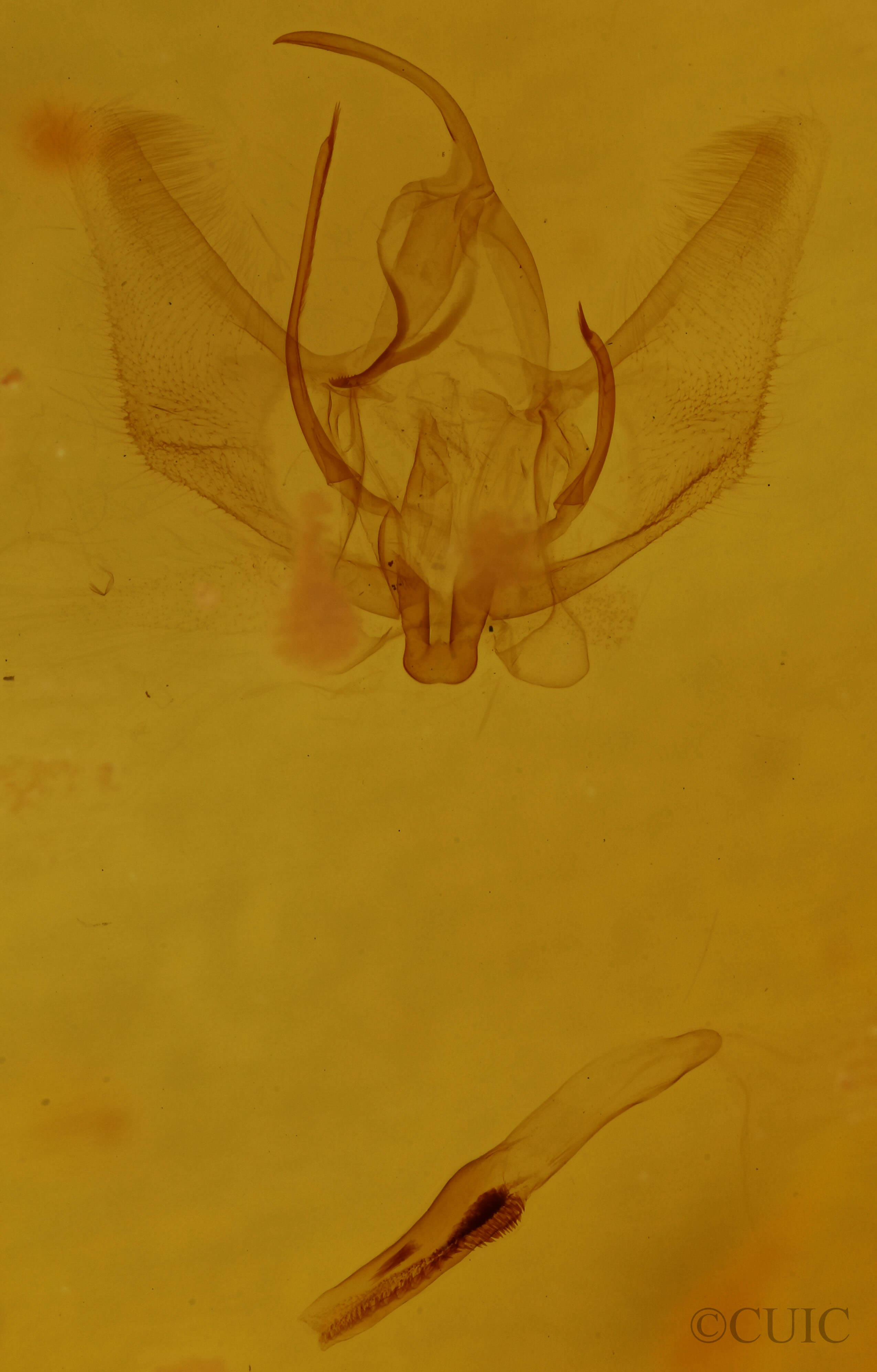 genitalia view of adult Probole alienaria