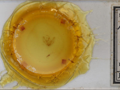 slide view of adult Probole alienaria