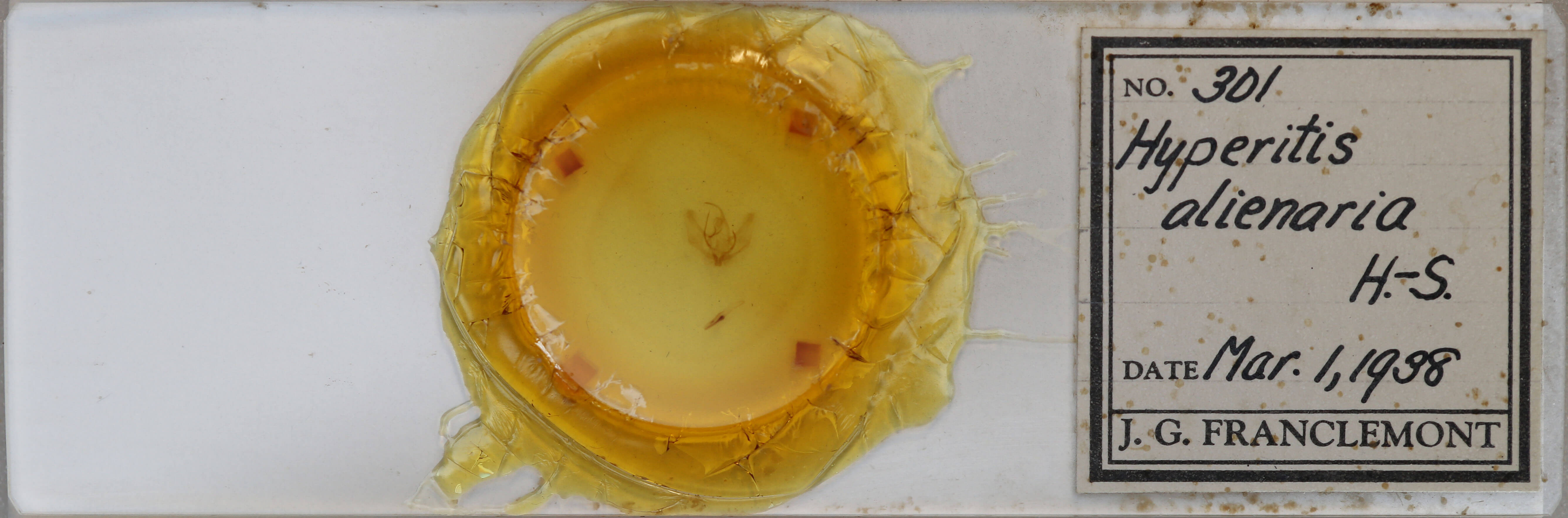 slide view of adult Probole alienaria