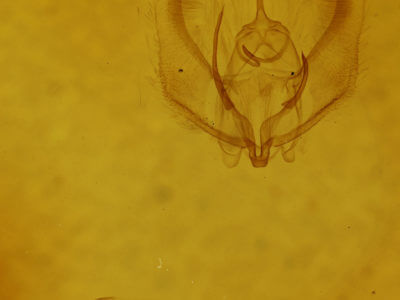 genitalia view of adult Probole amicaria