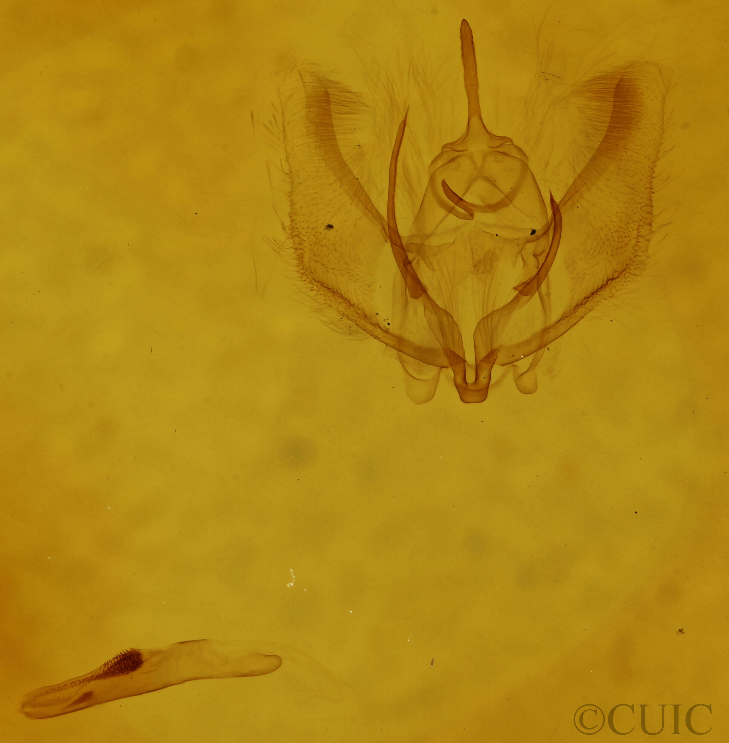 genitalia view of adult Probole amicaria