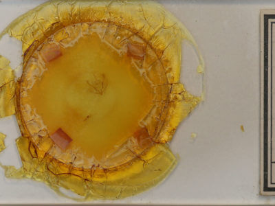 slide view of adult Probole amicaria