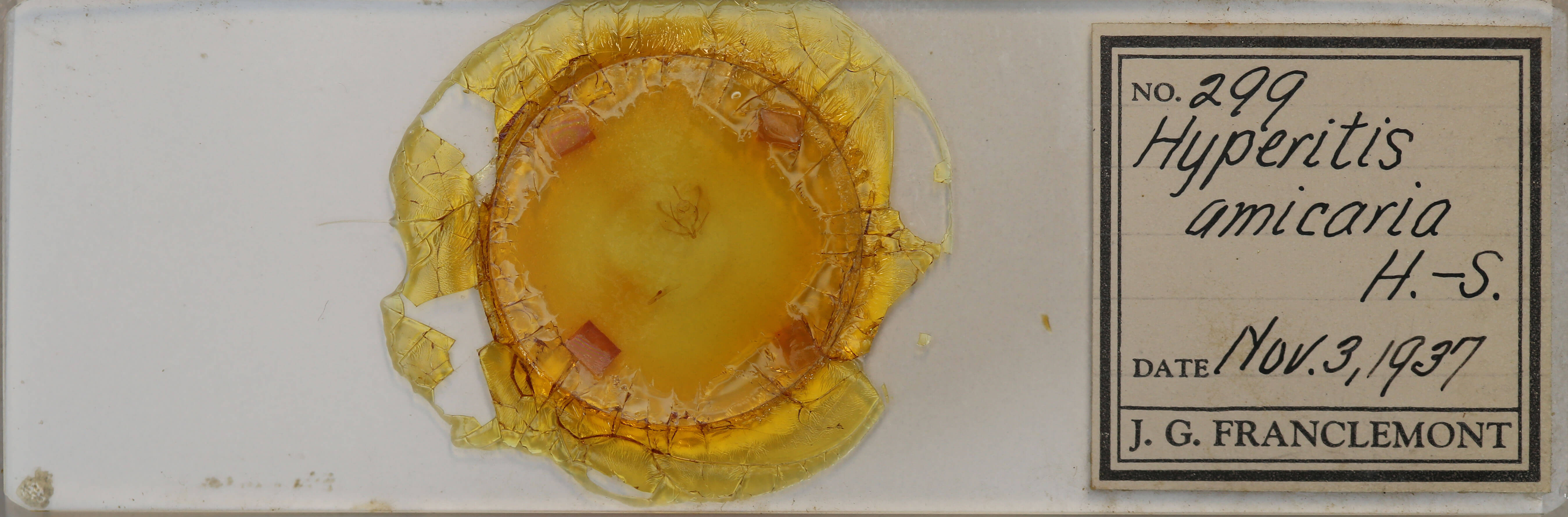 slide view of adult Probole amicaria