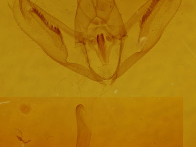 genitalia view of adult Prochoerodes lineola