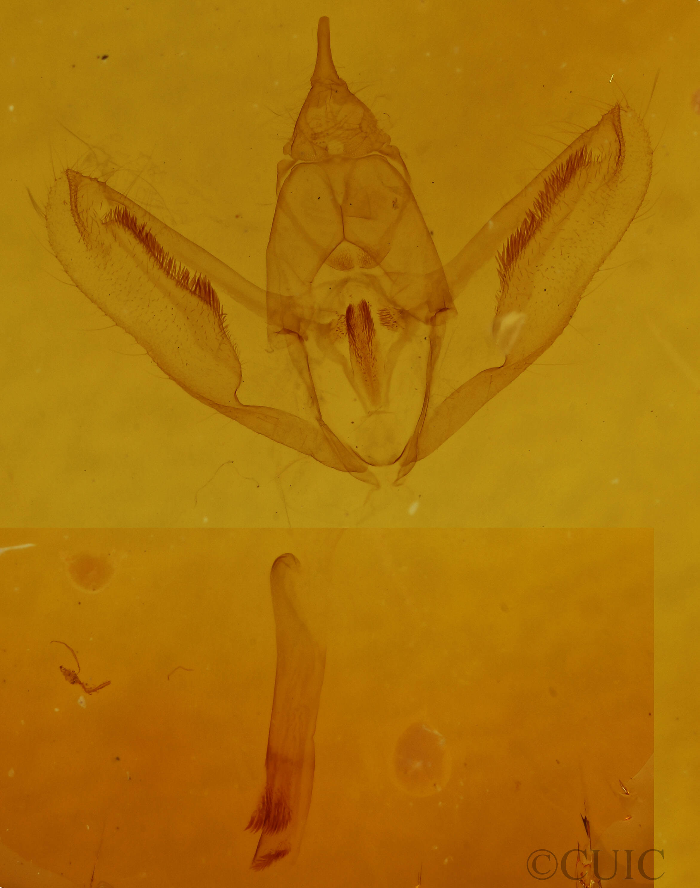 genitalia view of adult Prochoerodes lineola