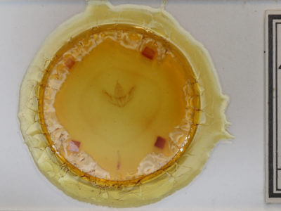 slide view of adult Prochoerodes lineola