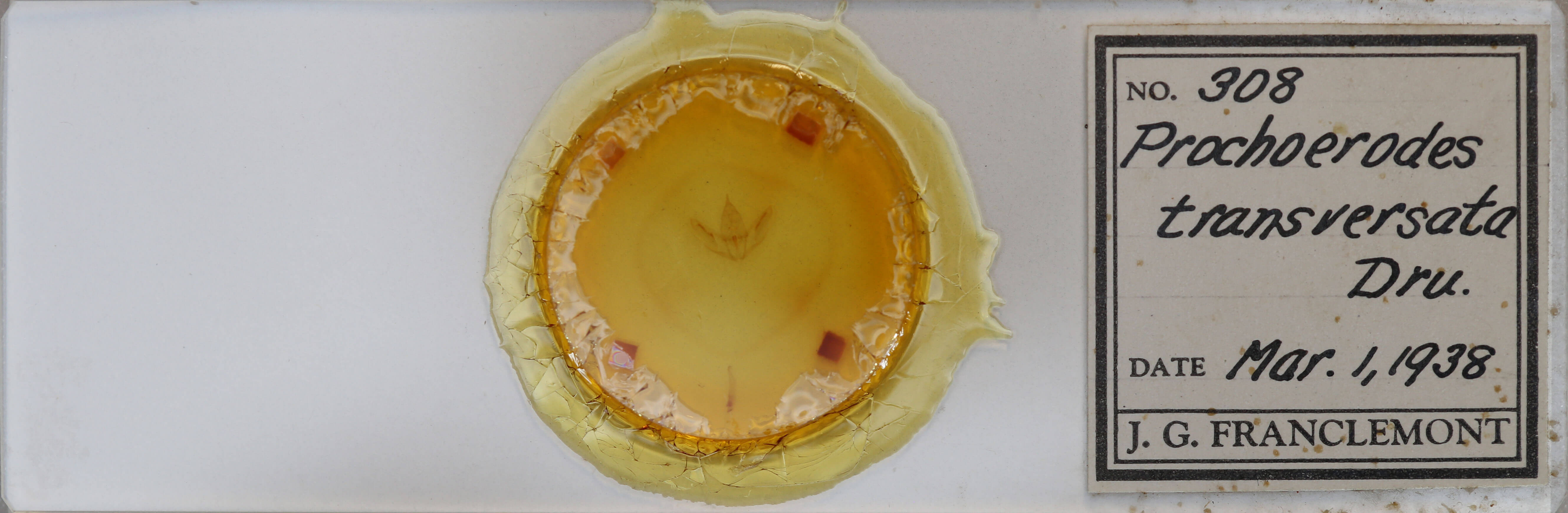 slide view of adult Prochoerodes lineola