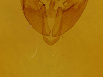 genitalia view of adult Pyreferra pettiti