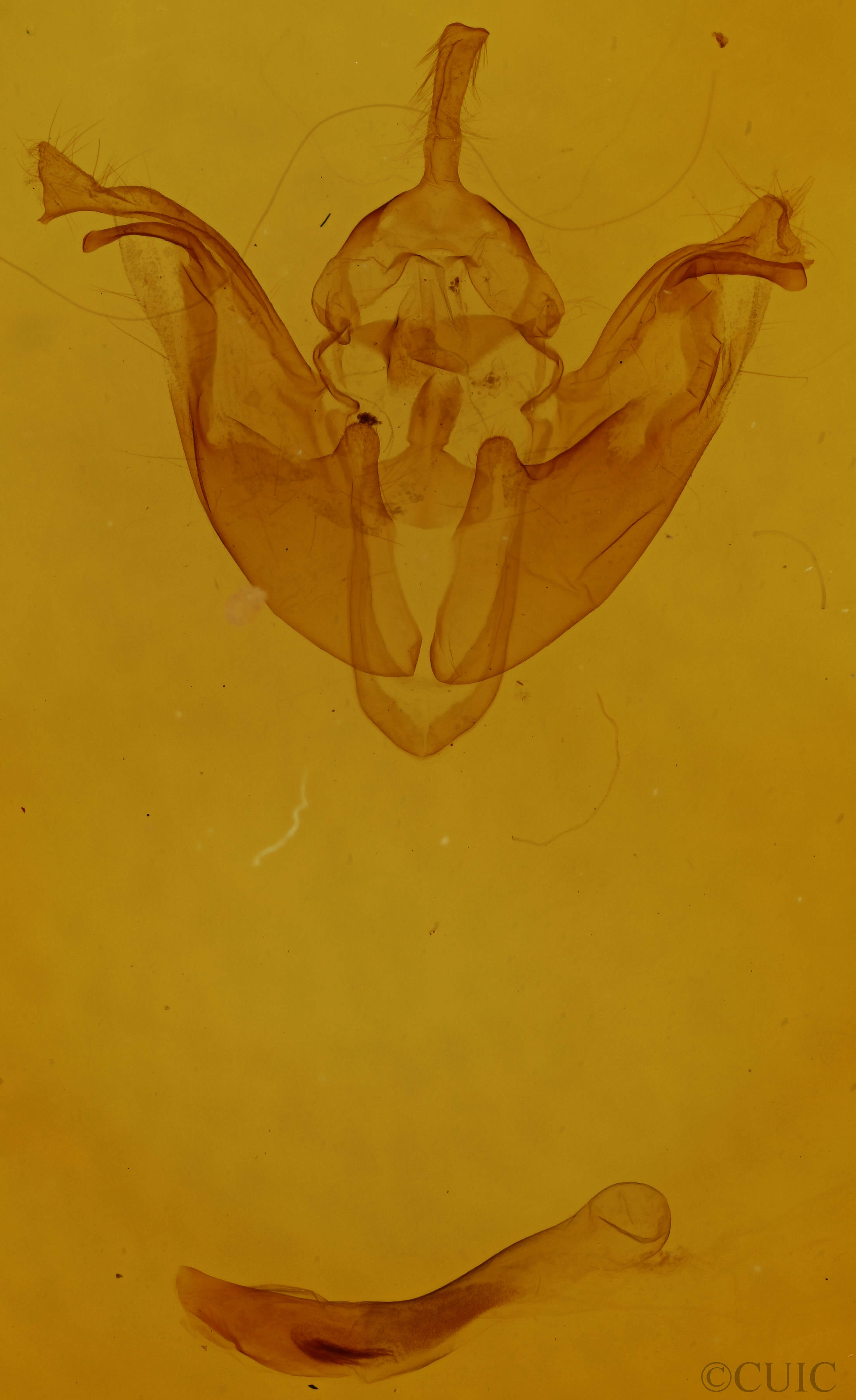 genitalia view of adult Pyreferra pettiti