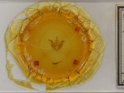 slide view of adult Pyreferra pettiti