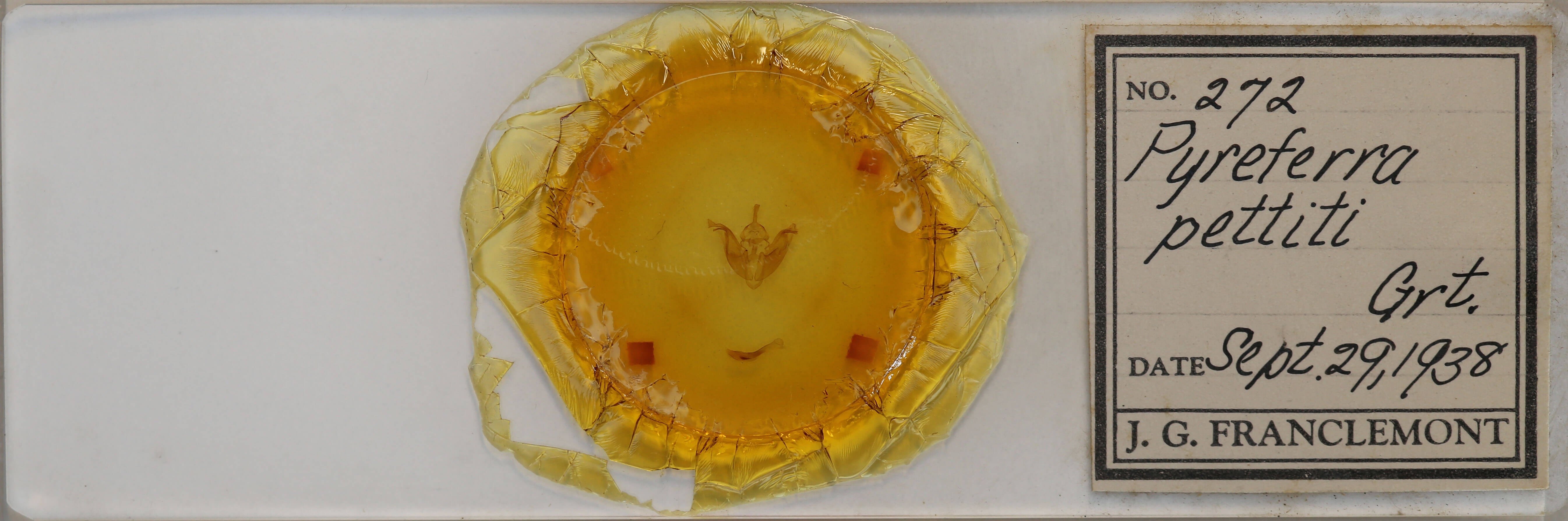 slide view of adult Pyreferra pettiti