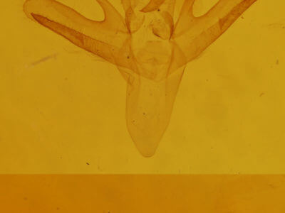 genitalia view of adult Renia discoloralis