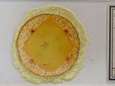 slide view of adult Renia discoloralis