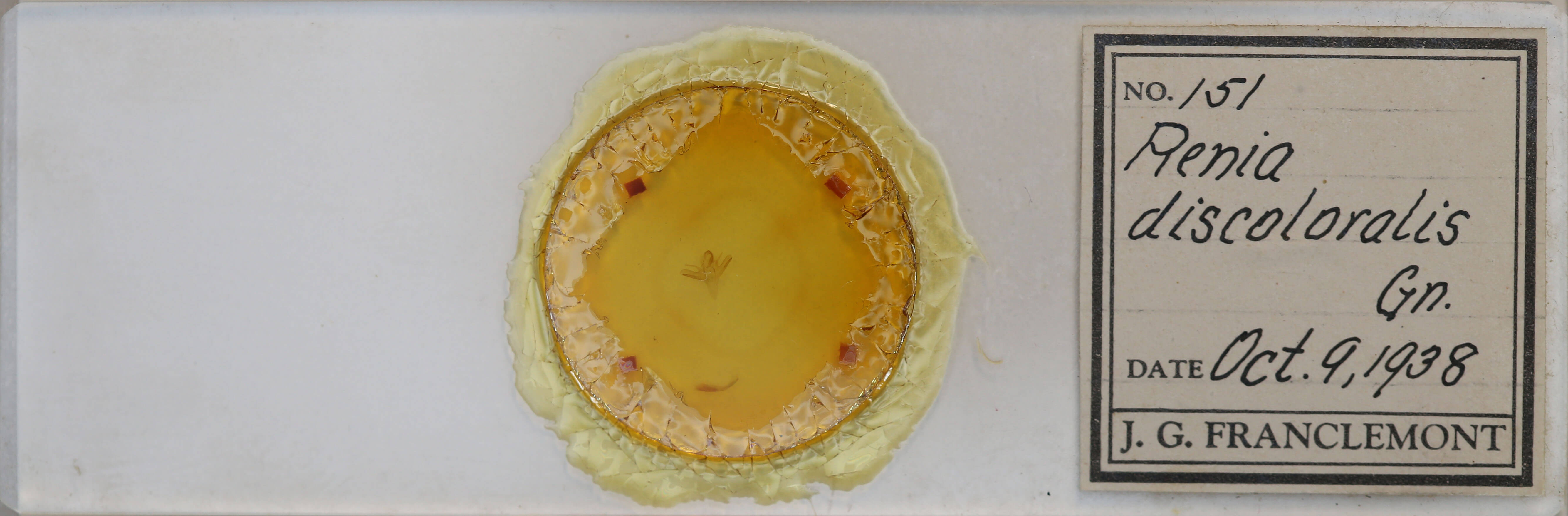 slide view of adult Renia discoloralis