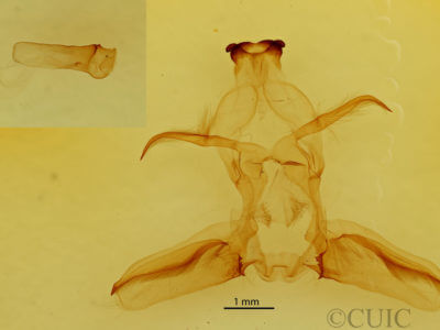 genitalia view of adult Rosema thalassina