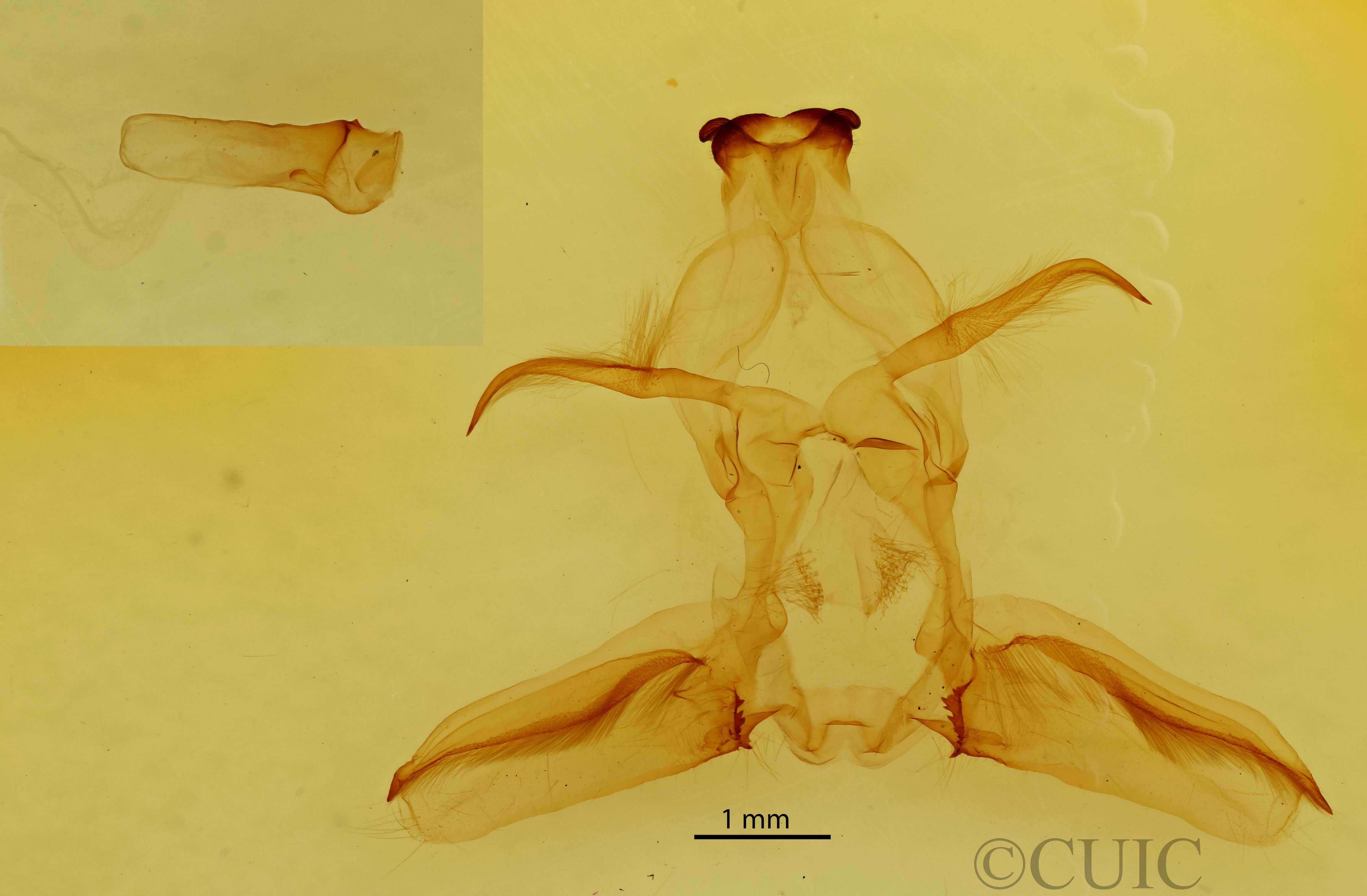 genitalia view of adult Rosema thalassina