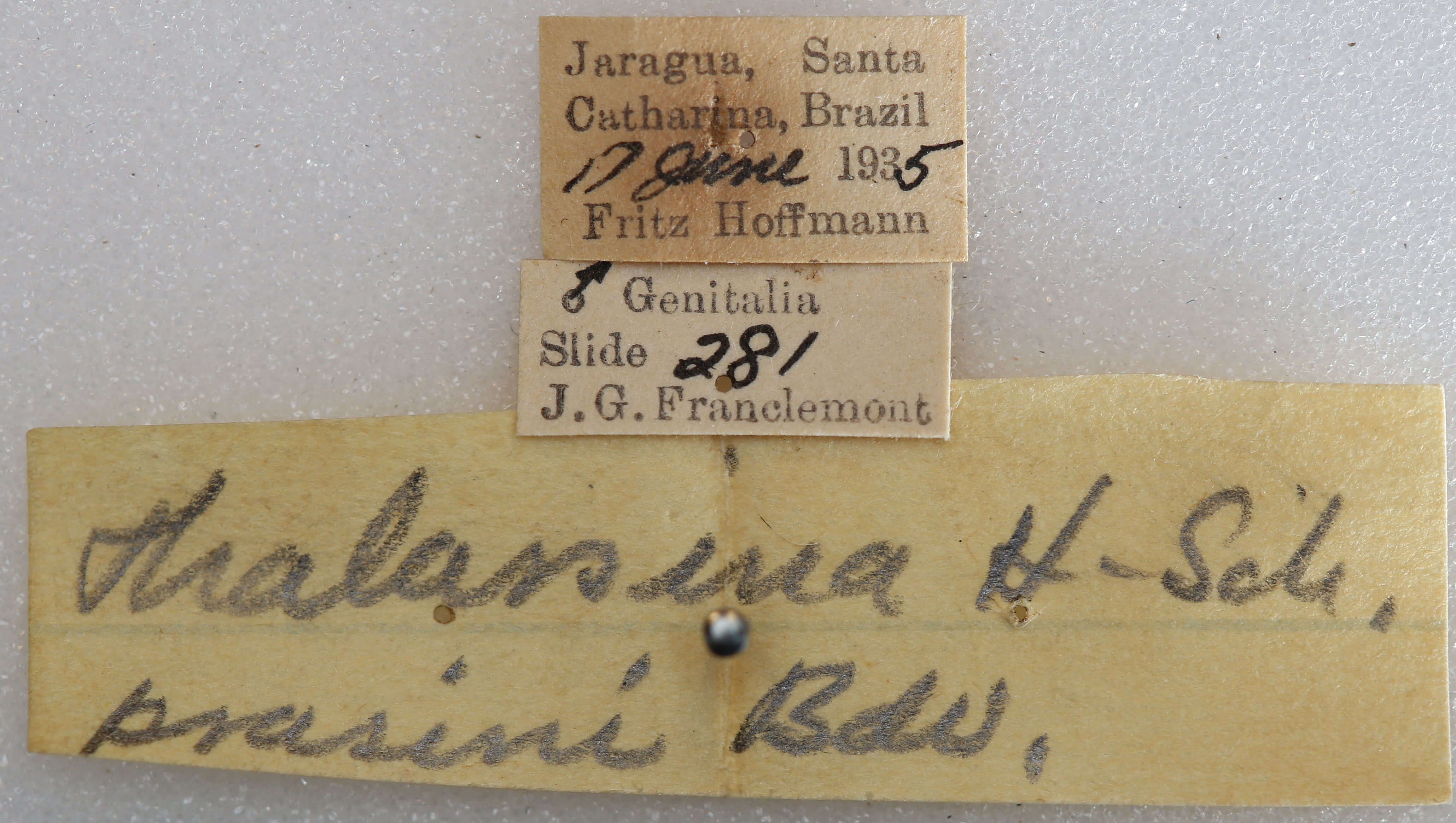 label view of adult Rosema thalassina