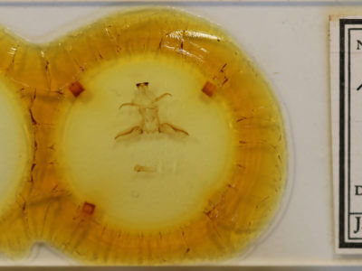 slide view of adult Rosema thalassina