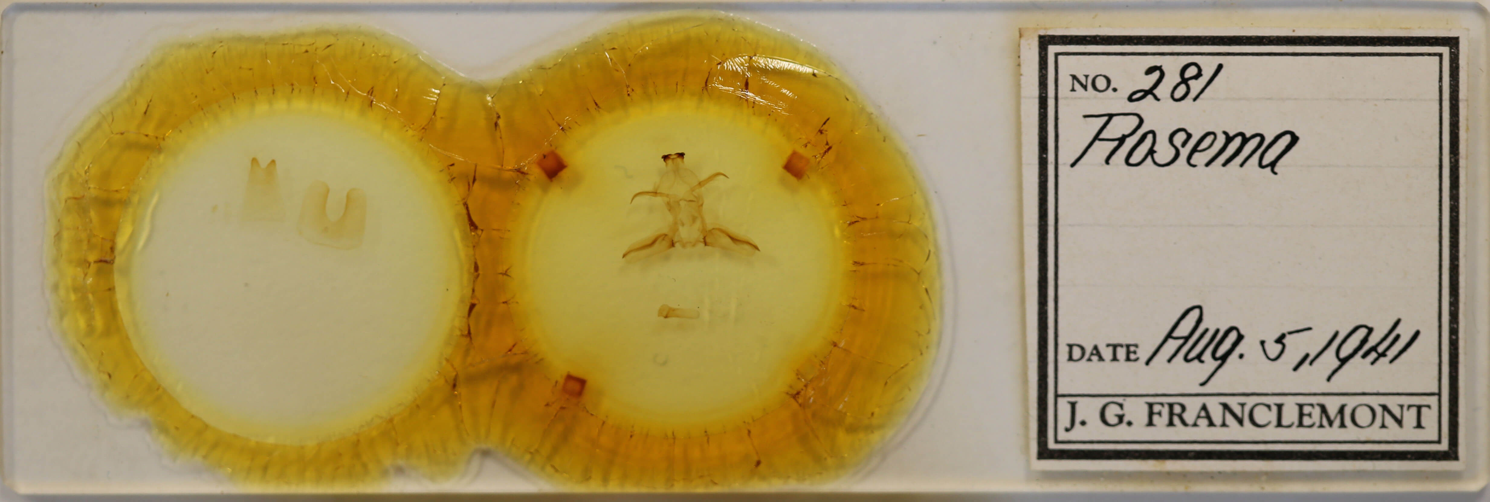 slide view of adult Rosema thalassina