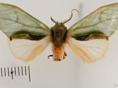 dorsal view of adult Rosema thalassina