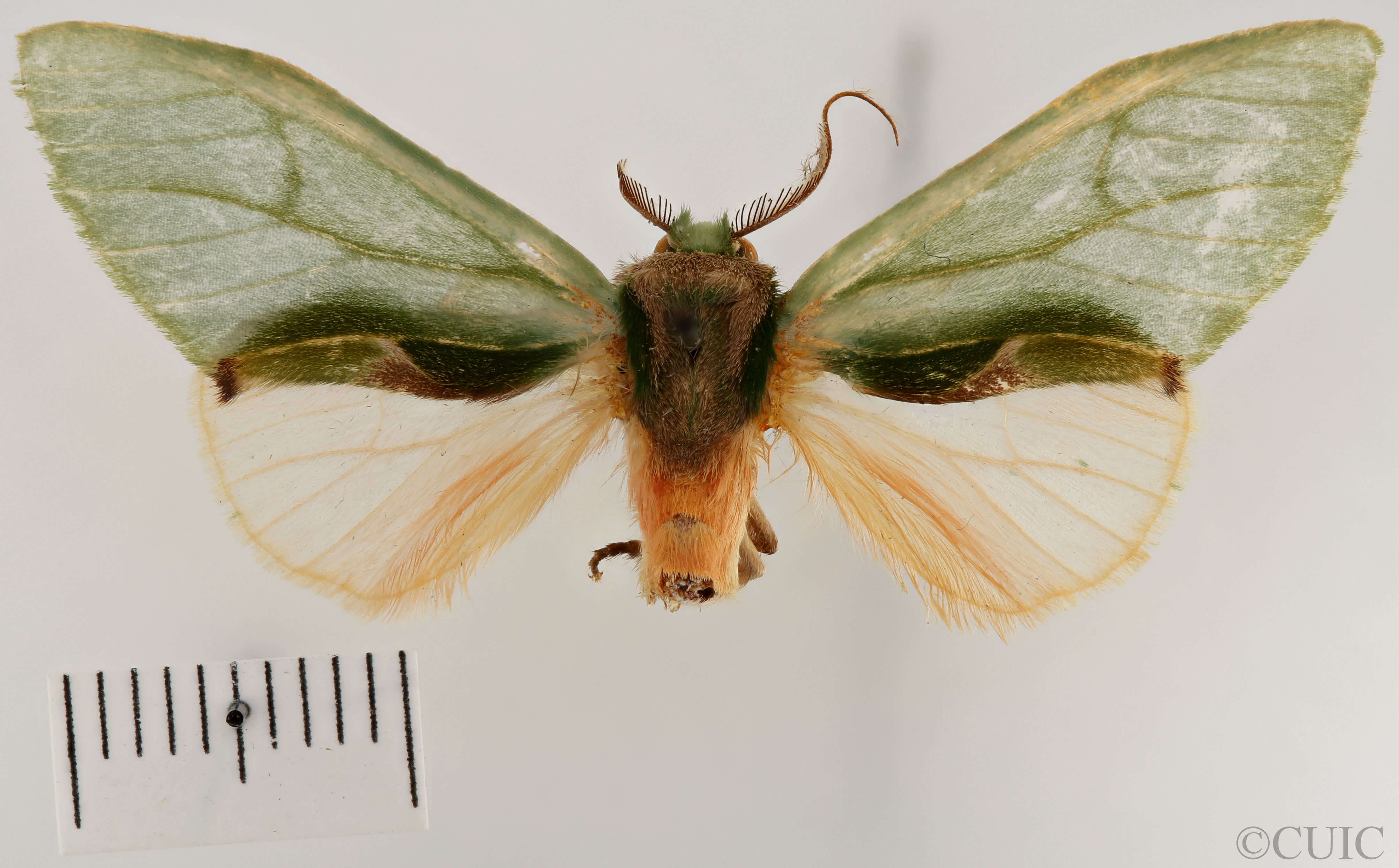 dorsal view of adult Rosema thalassina