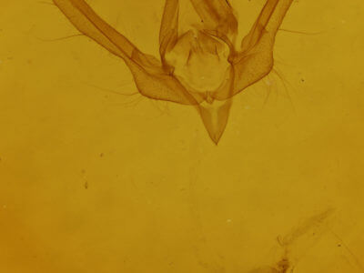 genitalia view of adult Schinia nundina