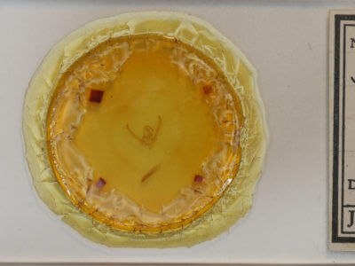 slide view of adult Schinia nundina