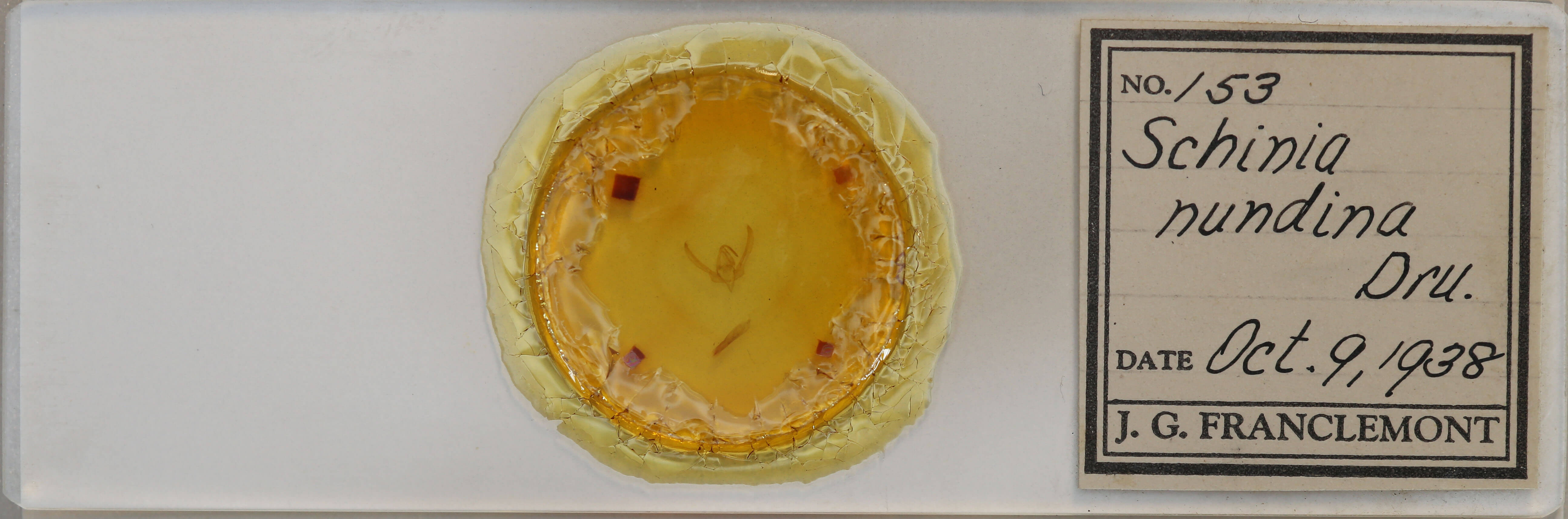 slide view of adult Schinia nundina