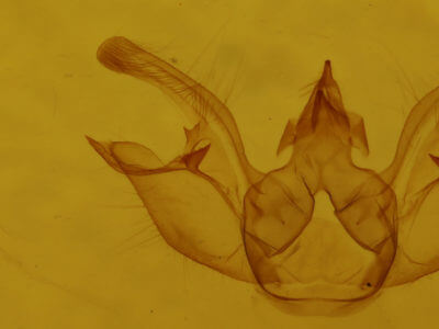genitalia view of adult Digrammia excurvata