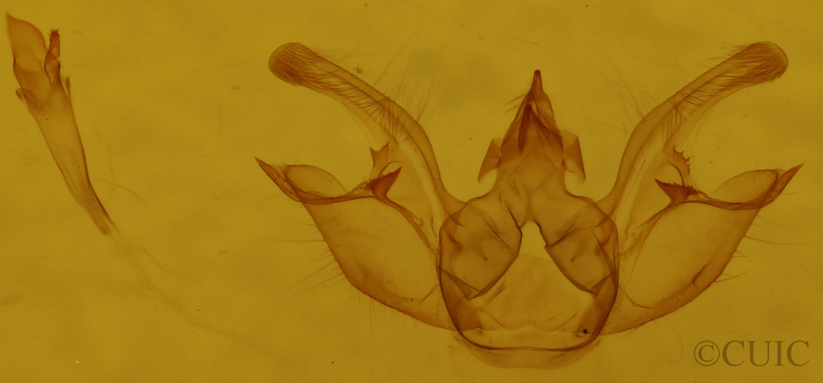 genitalia view of adult Digrammia excurvata