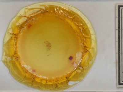 slide view of adult Digrammia excurvata