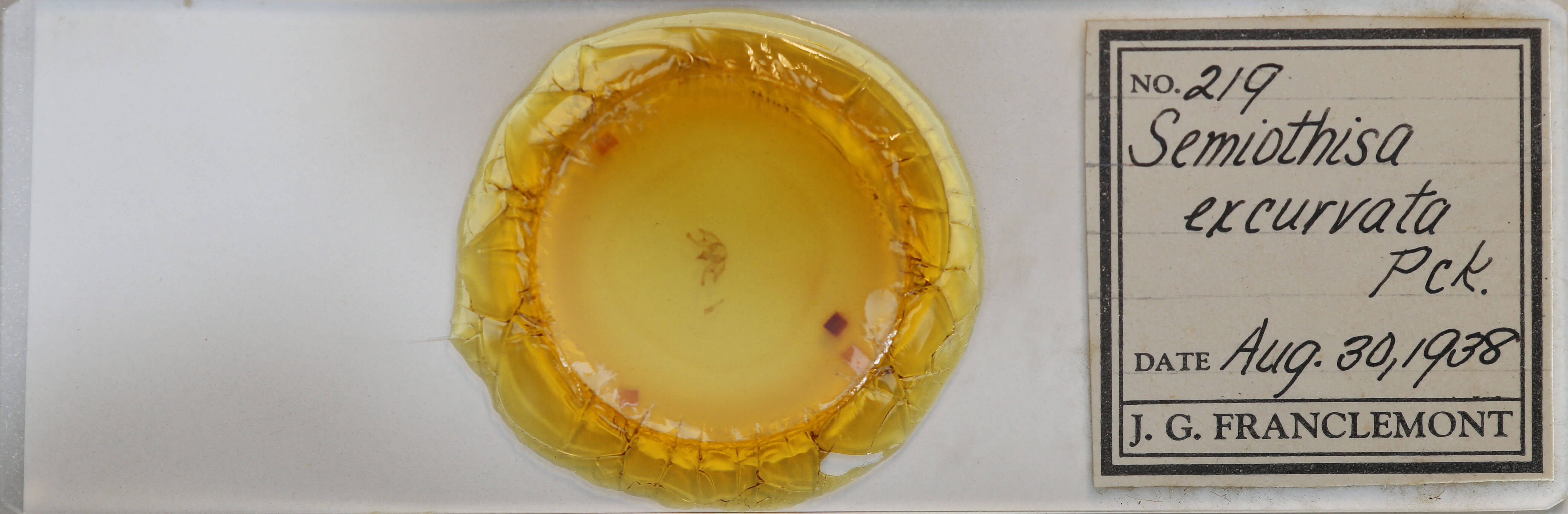 slide view of adult Digrammia excurvata