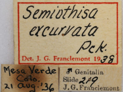 label view of adult Digrammia excurvata