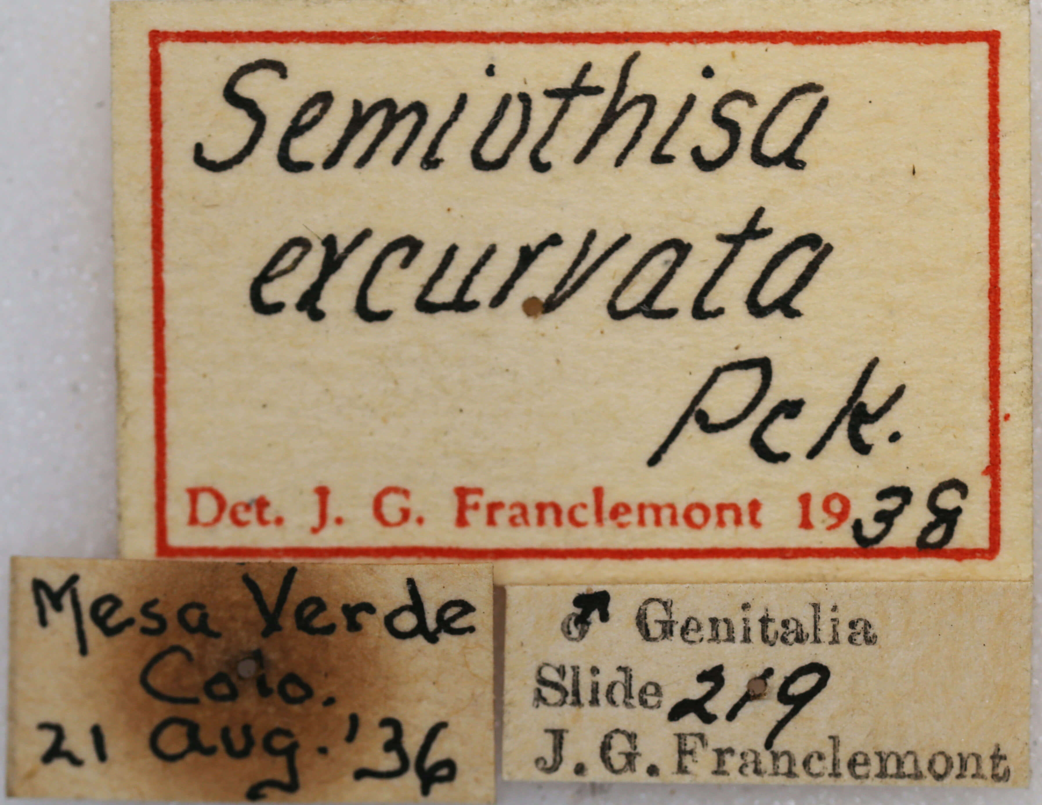 label view of adult Digrammia excurvata