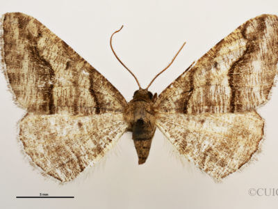 dorsal view of adult Digrammia excurvata