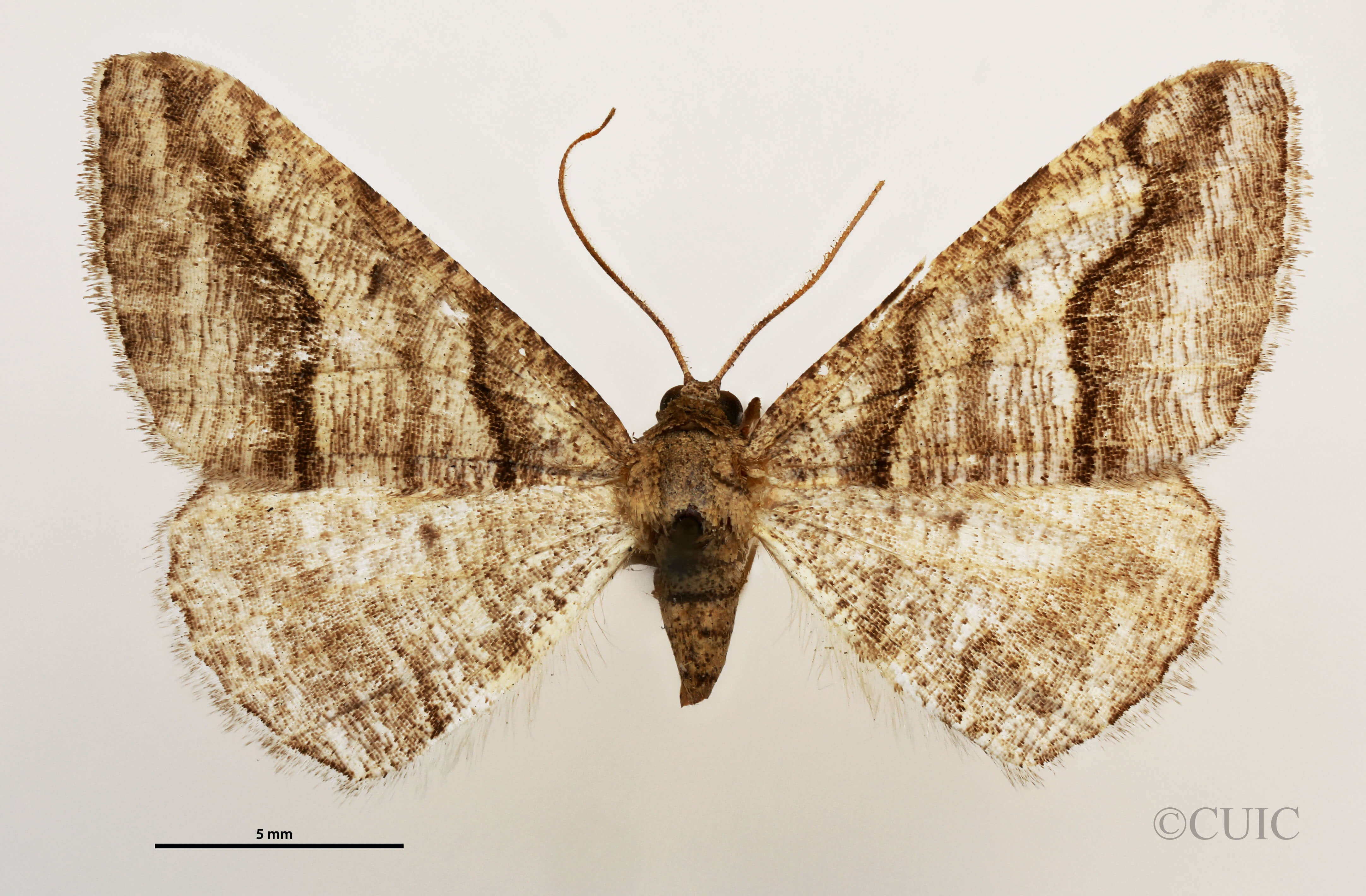 dorsal view of adult Digrammia excurvata