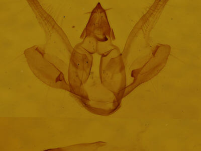 genitalia view of adult Digrammia gnophosaria