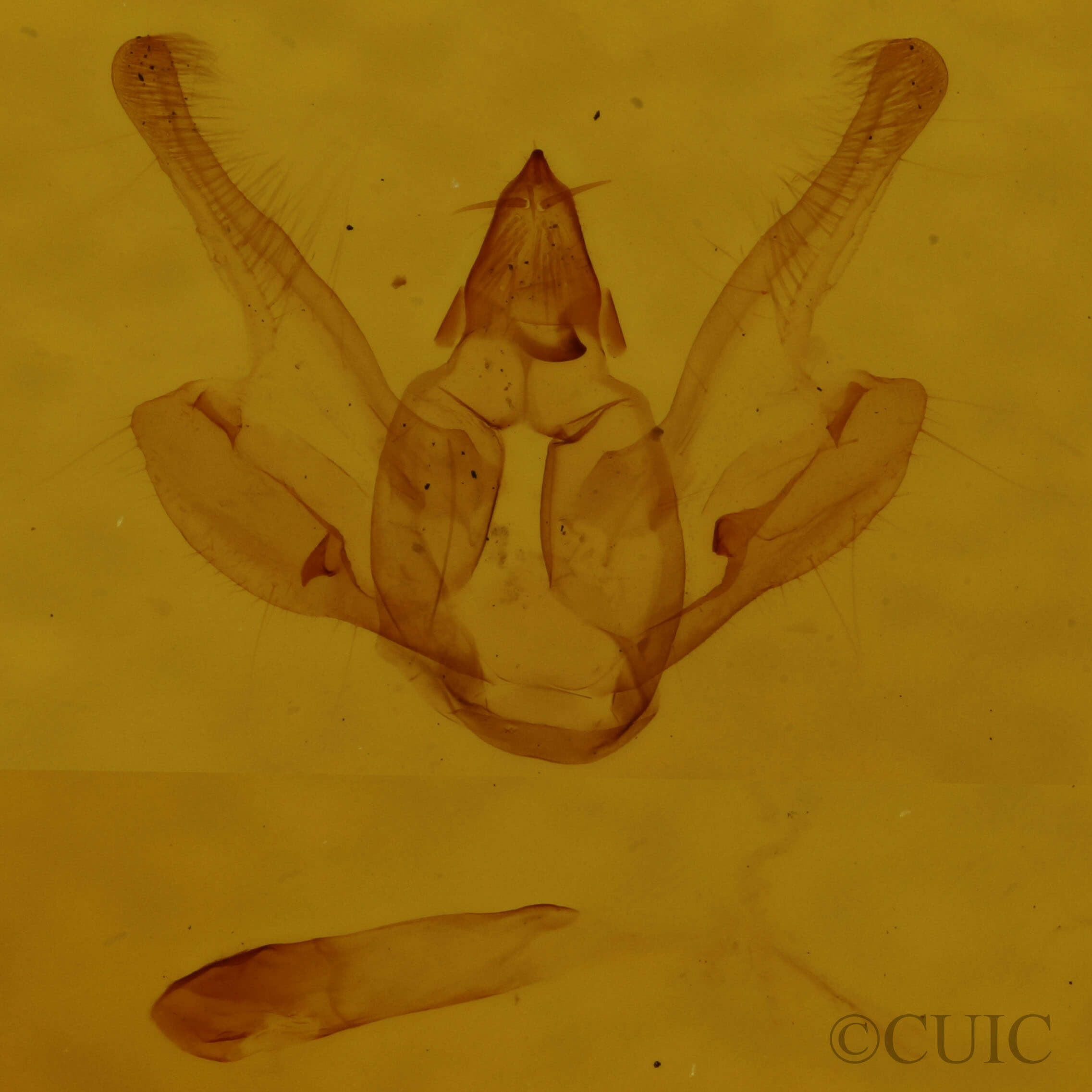 genitalia view of adult Digrammia gnophosaria