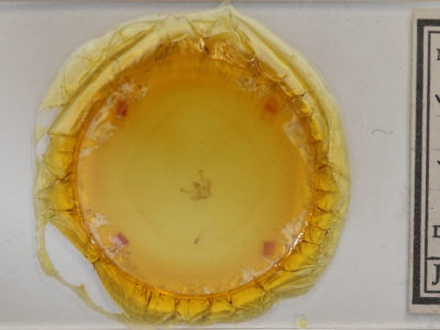 slide view of adult Digrammia gnophosaria
