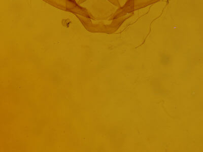 genitalia view of adult Digrammia ocellinata