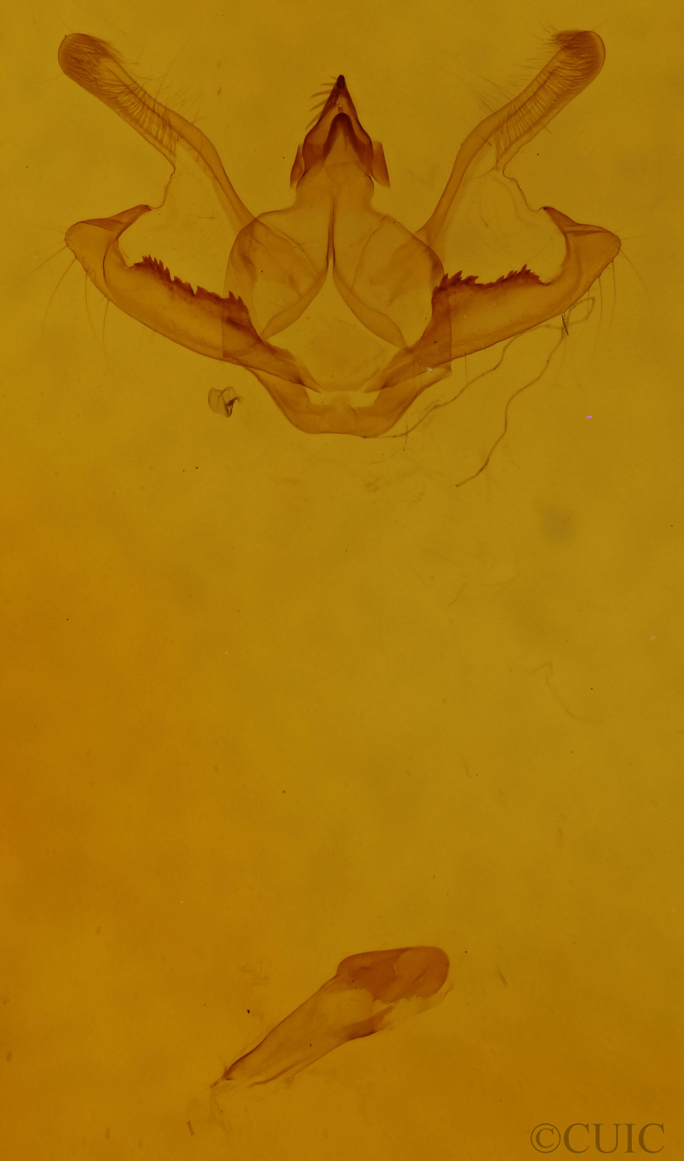 genitalia view of adult Digrammia ocellinata