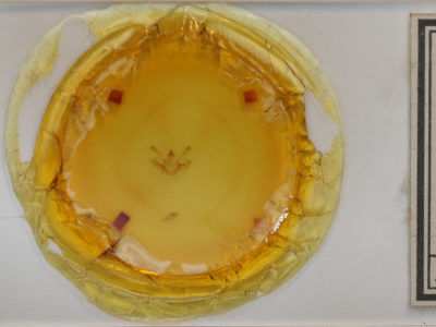 slide view of adult Digrammia ocellinata