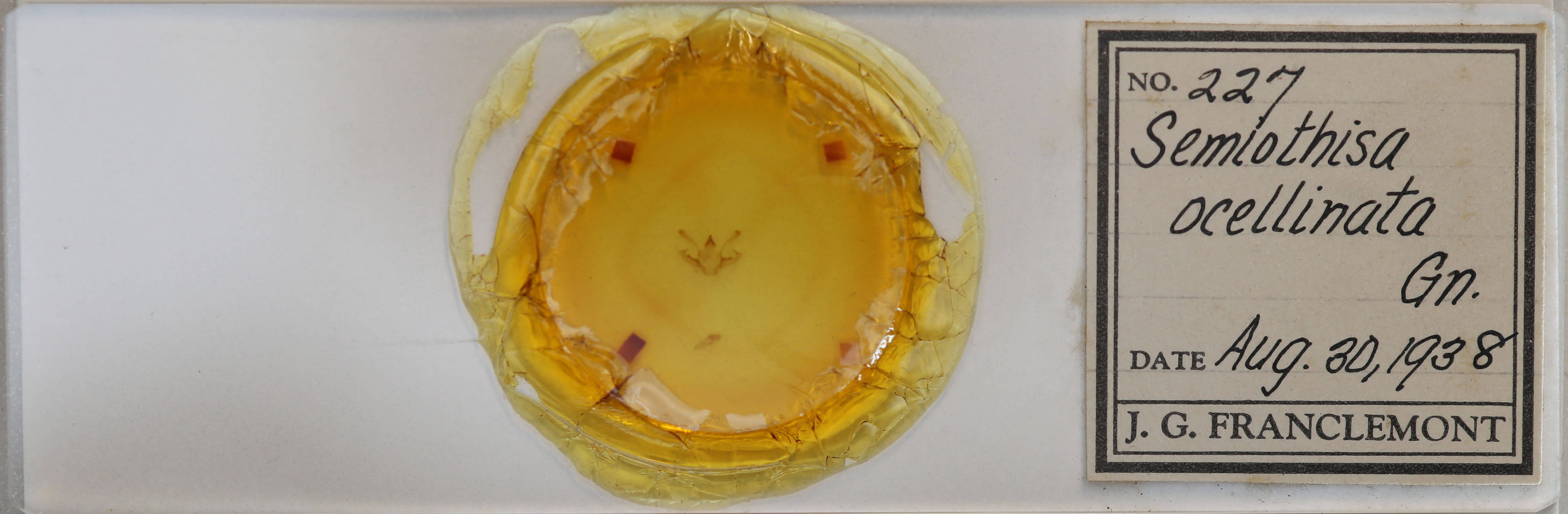 slide view of adult Digrammia ocellinata