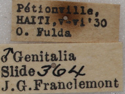 label view of adult Sphacelodes vulneraria
