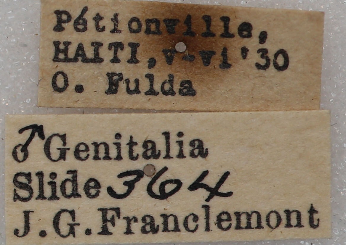 label view of adult Sphacelodes vulneraria