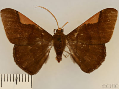 dorsal view of adult Sphacelodes vulneraria